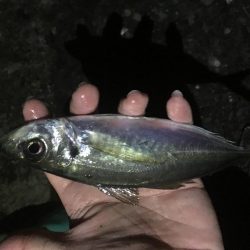 とりあえず5目釣り